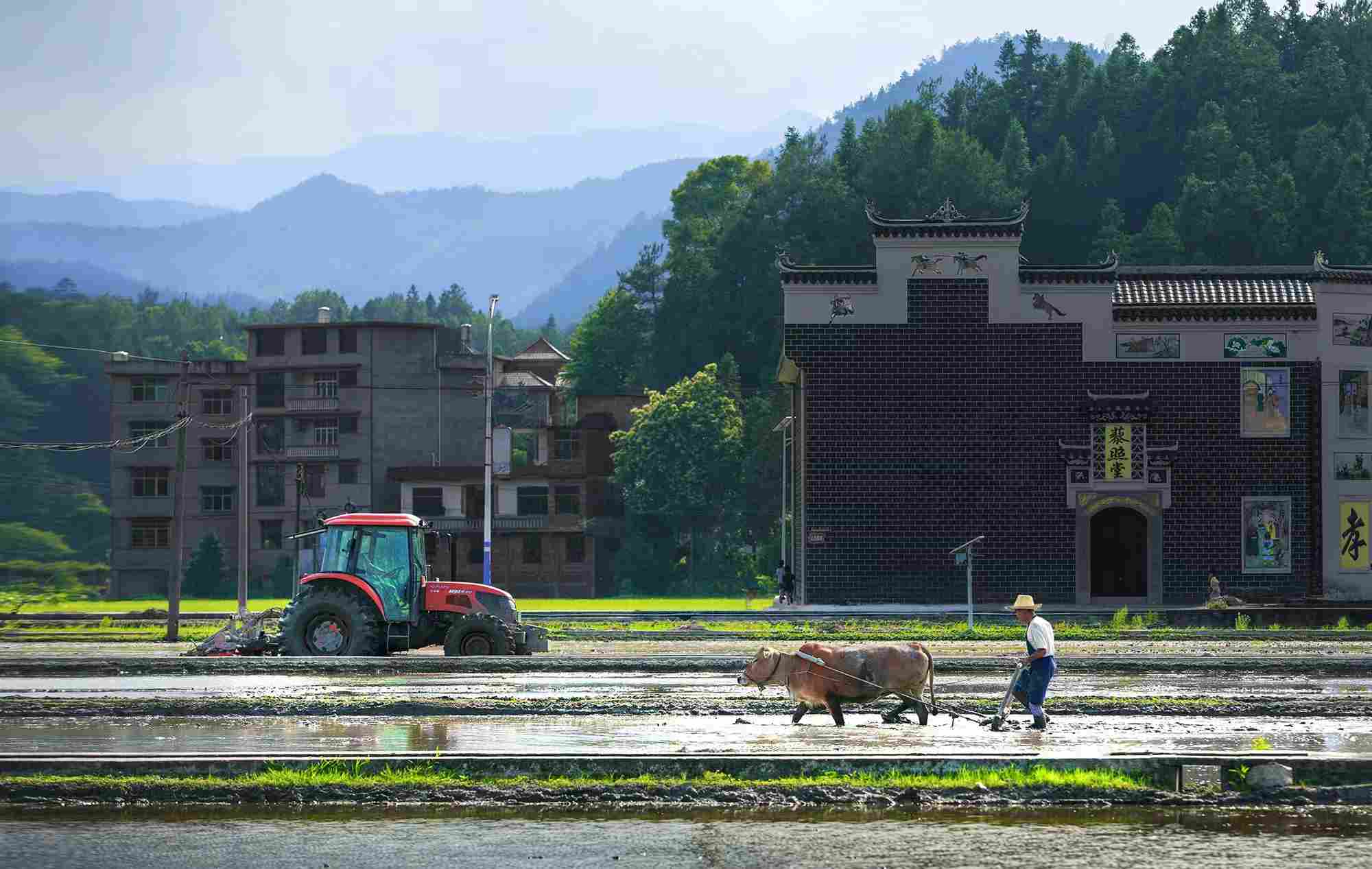 羊古坳镇雷峰村农夫与耕牛（单位供图）