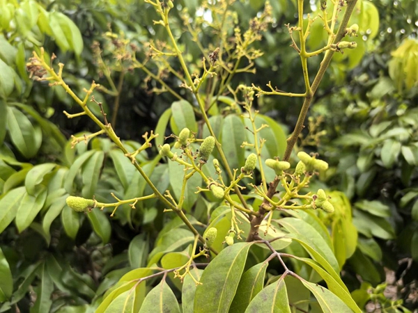 麻垌荔枝正值幼果期。
