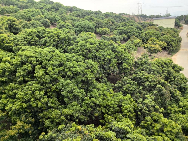 荔枝林郁郁葱葱。