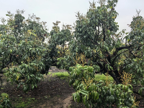 平南石硖龙眼种植基地。
