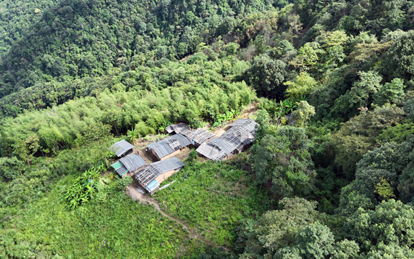 种在深山里的古茶树。