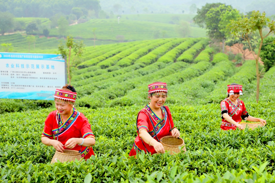 茶农们在灵山县陆屋镇茗桂茶叶种植基地采茶（邓蕾雅 摄）