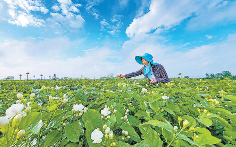 【人民日报关注】全球每10朵茉莉花6朵来自广西横州