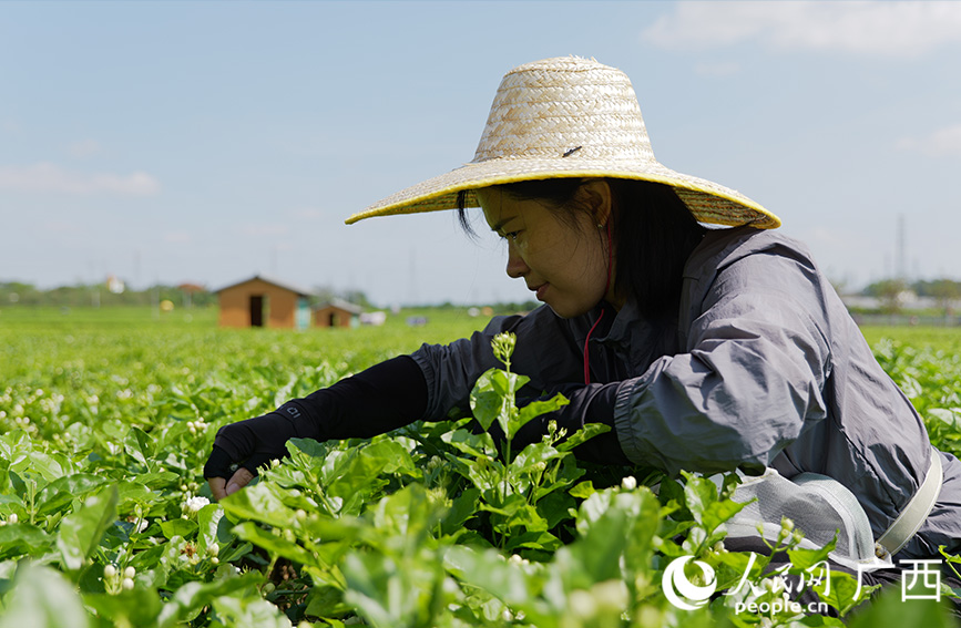 采摘茉莉花。人民网 梁章晖摄