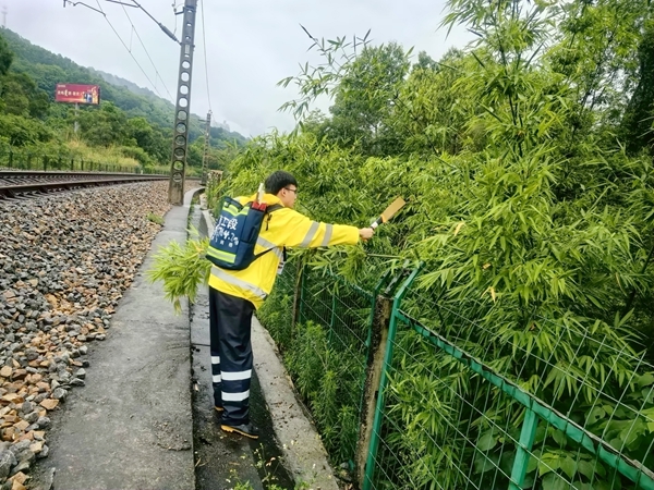 职工清理弯折树枝。庞创摄