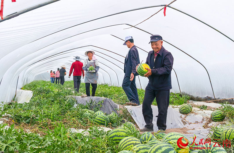 村民正在搬运西瓜