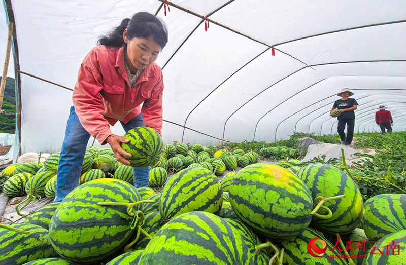 村民正在搬运西瓜