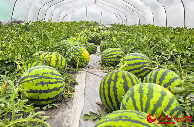 大棚内堆满了等待搬运的西瓜