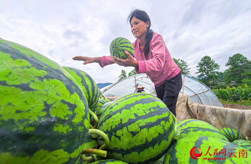 村民正在装运西瓜