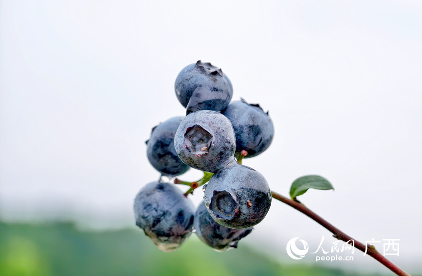成熟的蓝莓