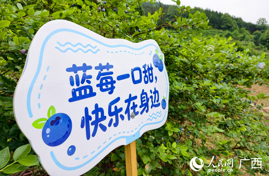 蓝莓园一角