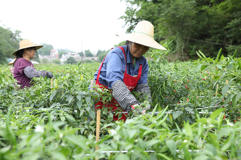 工人们正抢抓农时采摘小米椒。