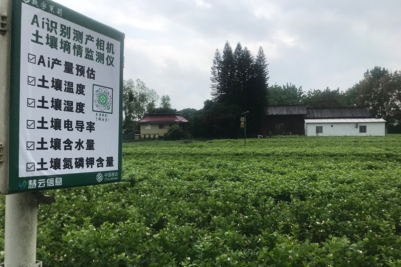 位于中华茉莉园的数字茉莉监控系统点位图。陈洁君摄