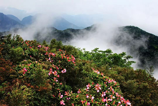 貓兒山高山杜鵑綻放。桂林市林業和園林局供圖