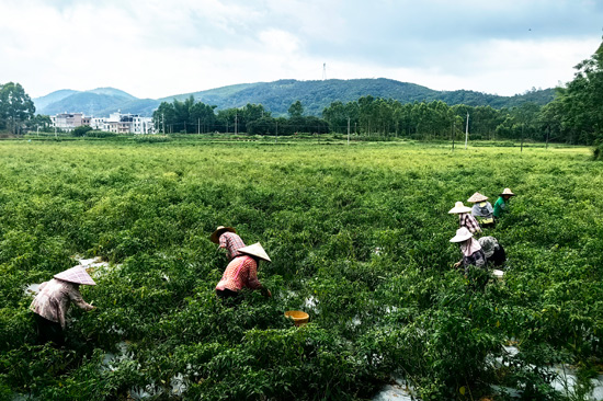 沙河镇山桥村的辣椒种植基地。