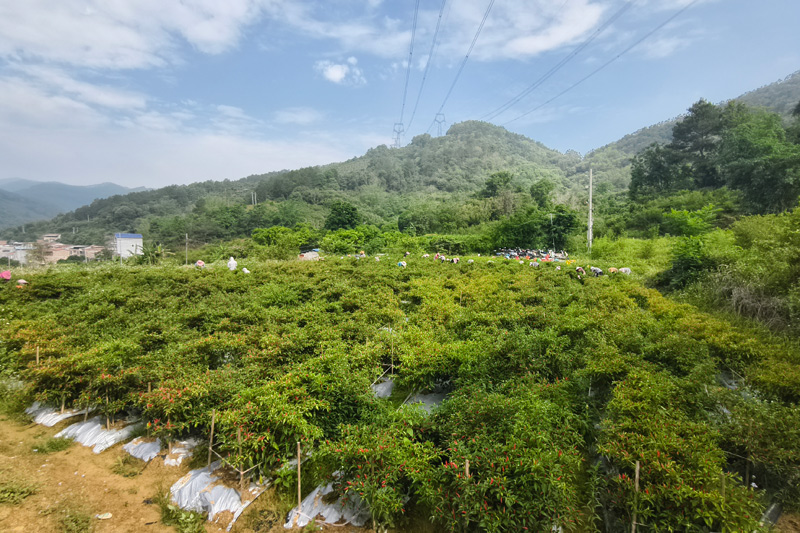 辣椒種植基地。田林縣委宣傳部供圖