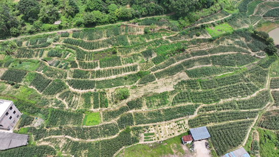 興業縣北市鎮北市村水果玉米種植基地。韋智裕攝