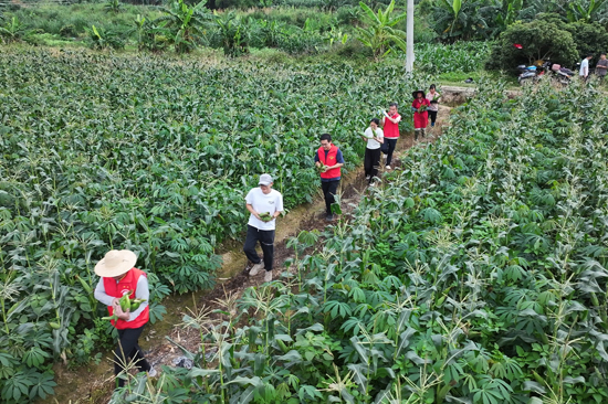 水果玉米種植基地一派繁忙的豐收景象。韋智裕攝