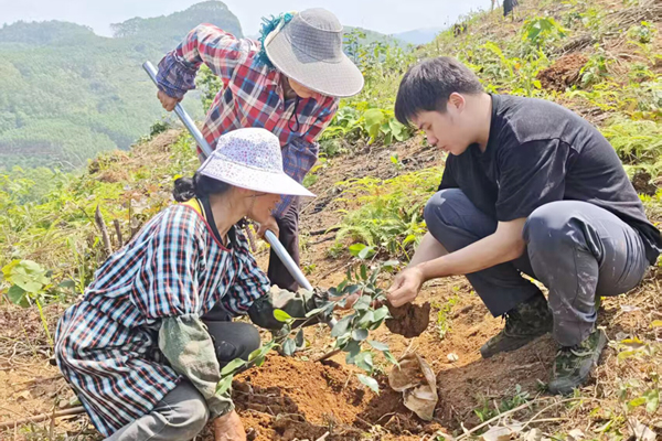 深入田间地头讲解油茶种植管护要点。