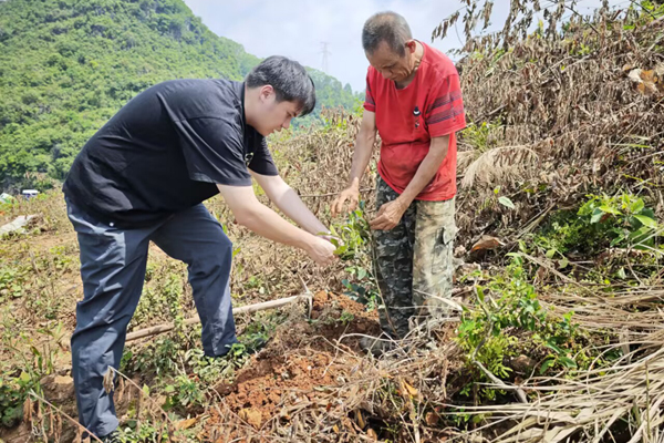 讲解油茶种植管护要点。