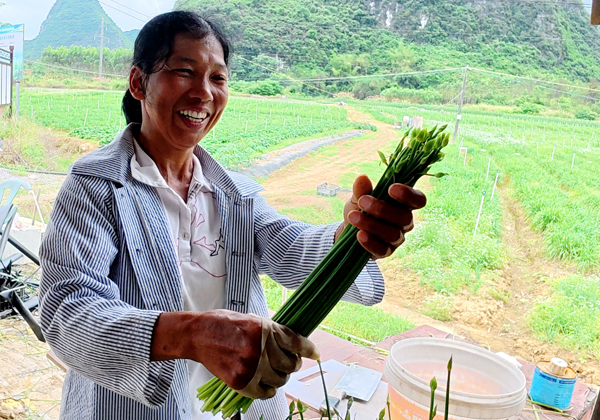 工人正在剔除雜質、修剪花莖。