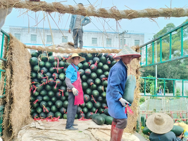 黑皮冬瓜装运外销。