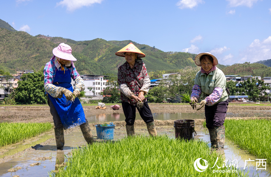 村民在拔秧苗。