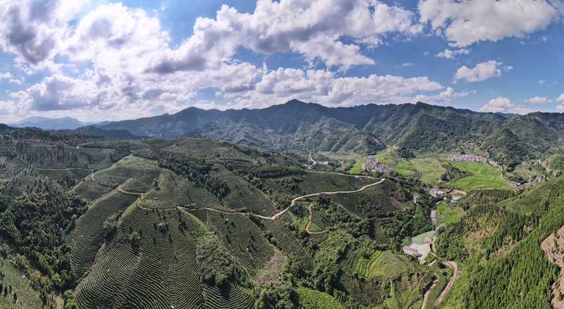 凌云县玉洪瑶族乡上谋村茶山。凌云县融媒体中心供图