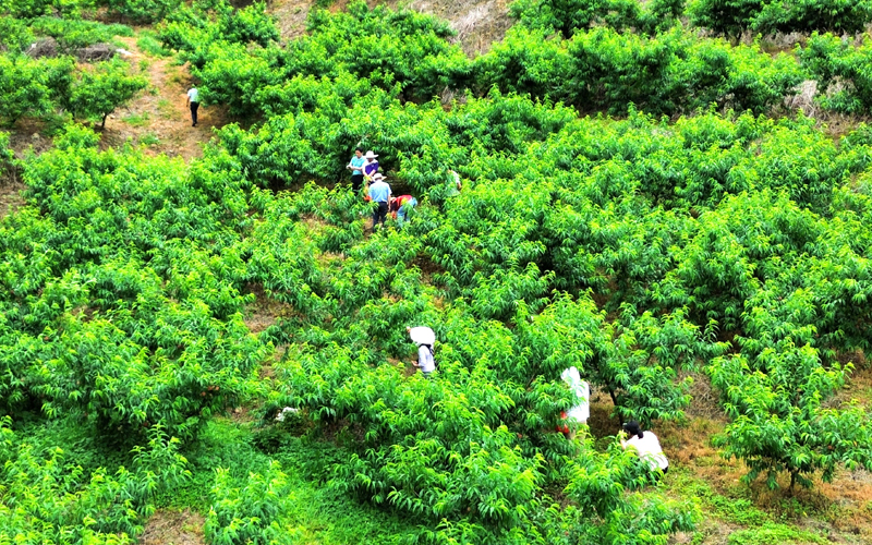 大姚村水蜜桃基地一角。