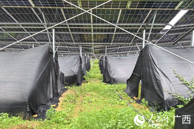光伏板下的灵芝大棚。人民网 庞惠文摄
