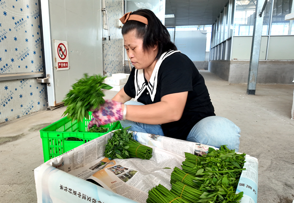 工人在打包树仔菜。