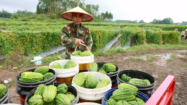 苦瓜丰收。