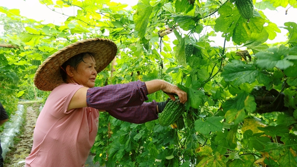 瓜农正在采摘苦瓜。
