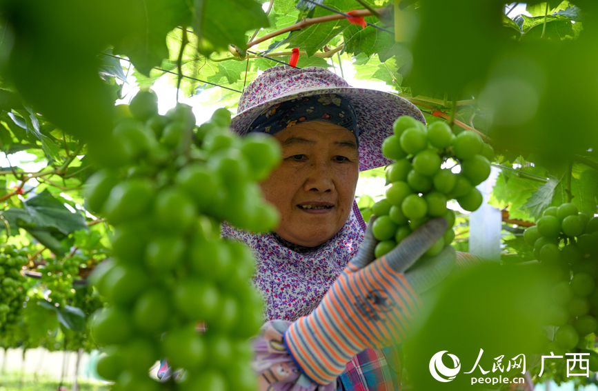 村民在葡萄园管护葡萄。
