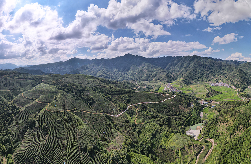 凌云县玉洪瑶族乡上谋村茶山。凌云县融媒体中心供图