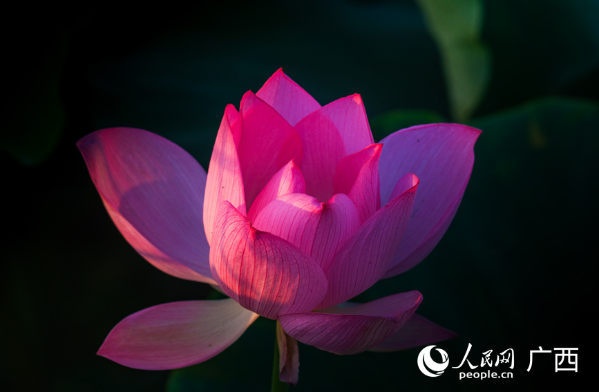 荷花绽放，别有风韵。