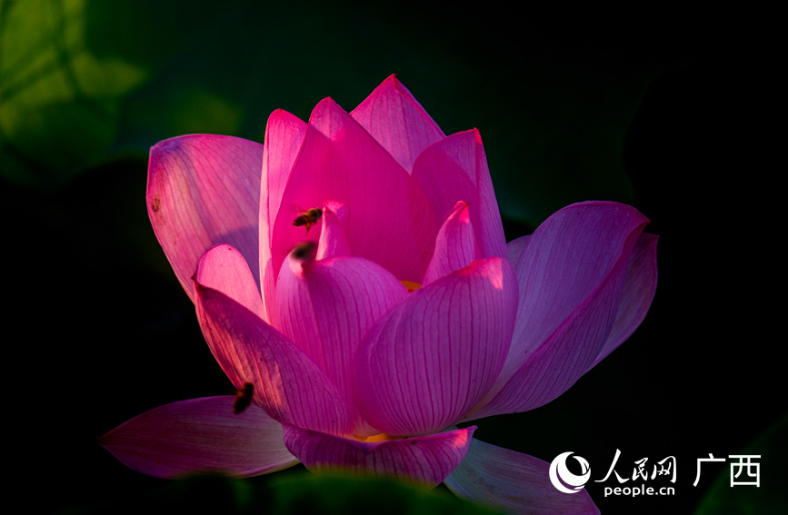 蜜蜂驻留莲瓣之间，忙碌采蜜。