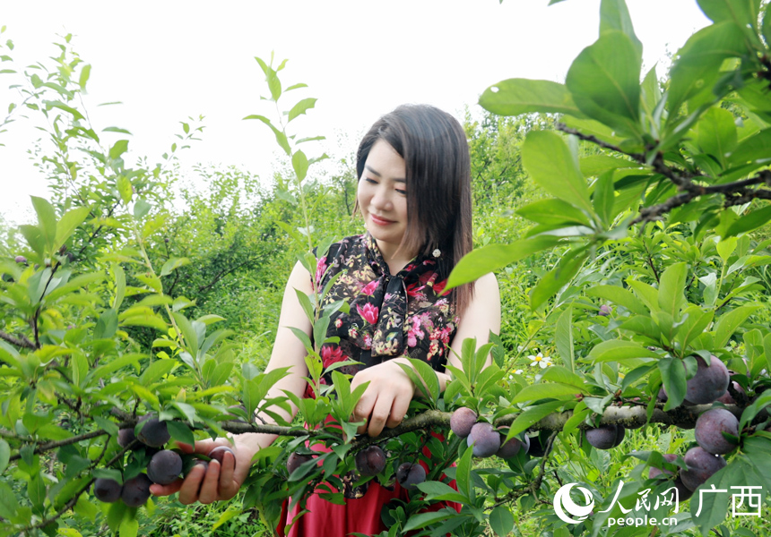 游客采摘李子。人民网记者 王勇摄
