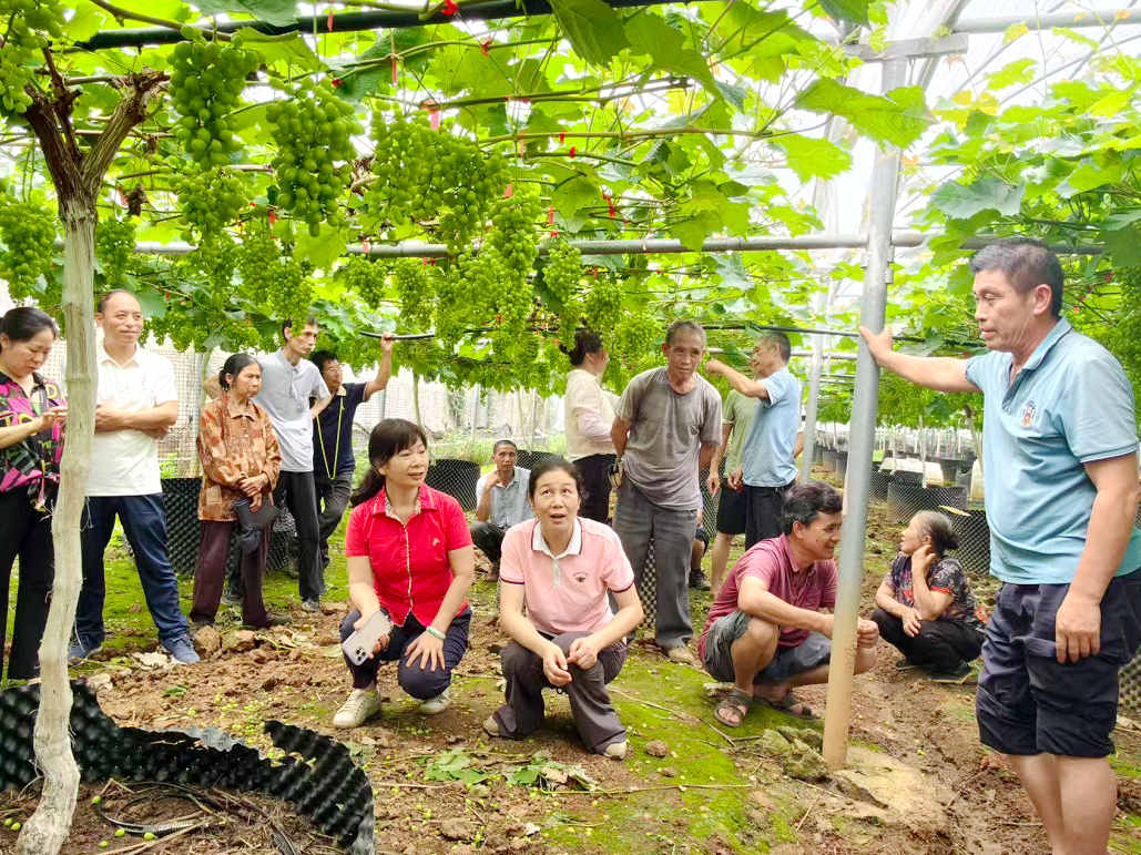 技术专家在才湾镇毛竹山村指导村民葡萄种植、养护技术。广西农学会供图