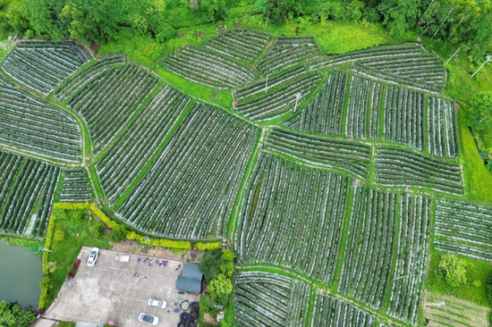 旺茂镇大康村豆角种植基地航拍。博白县委宣传部供图