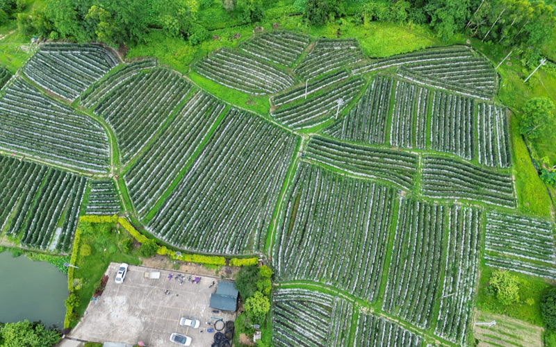博白縣旺茂鎮：小小豆角挂滿架 串起富民強村“金鏈條”