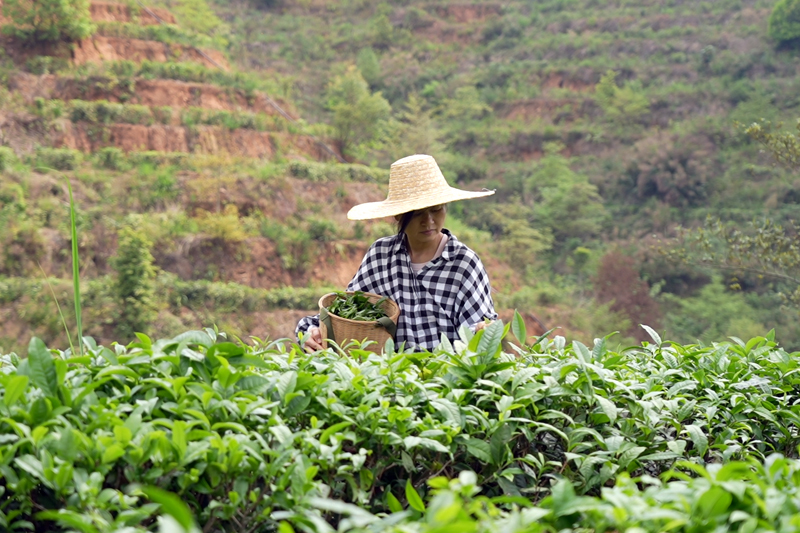 茶農正在採摘茶葉。吳玟軍攝