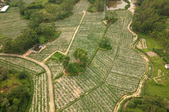 博白縣沙河鎮禮安村的冬瓜種植基地。