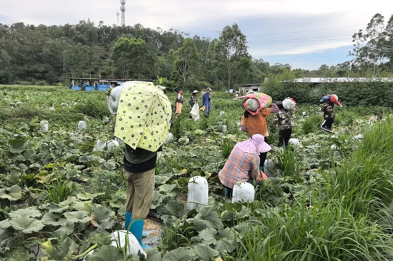 村民們正在採收、搬運冬瓜。