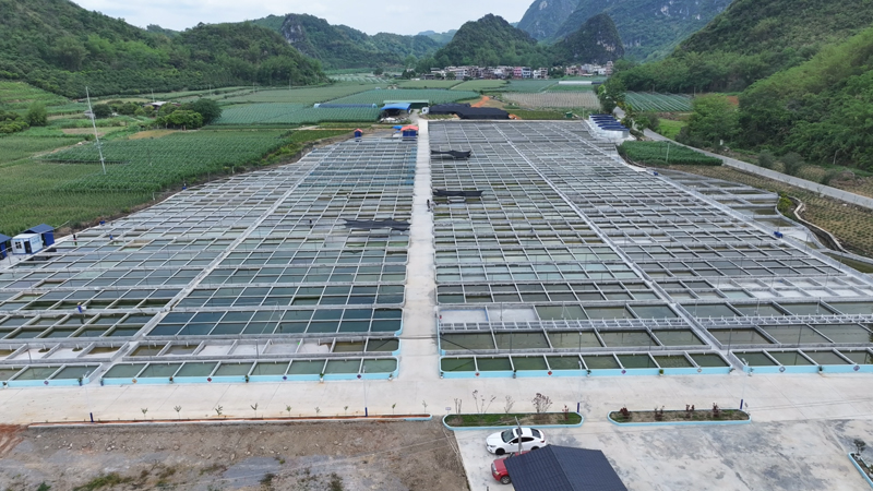 祥周鎮布兵村觀賞魚養殖基地。郁長錫攝