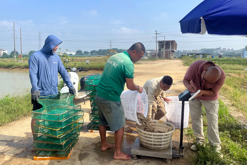 澳洲龍蝦養殖基地養殖基地第一批羅氏蝦上市。李簫攝