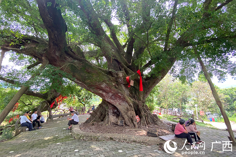 村民在连心树下乘凉。人民网记者 冯肖慧摄