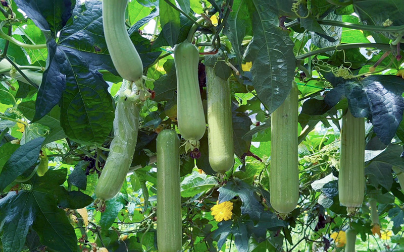 广西西林：白玉丝瓜获丰收 特色产业助农富