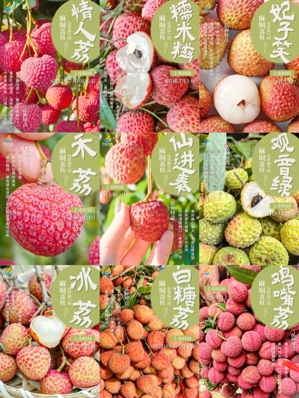 麻垌各种荔枝成熟时间一览。