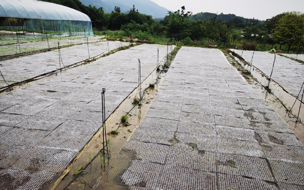 基地集中育秧，水肥一体机喷灌，助力秧苗提质增效。